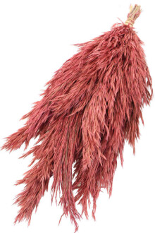 Kuru Çiçek Küçük Pampas Püskülü 10lu Pastel Kırmızı - 3