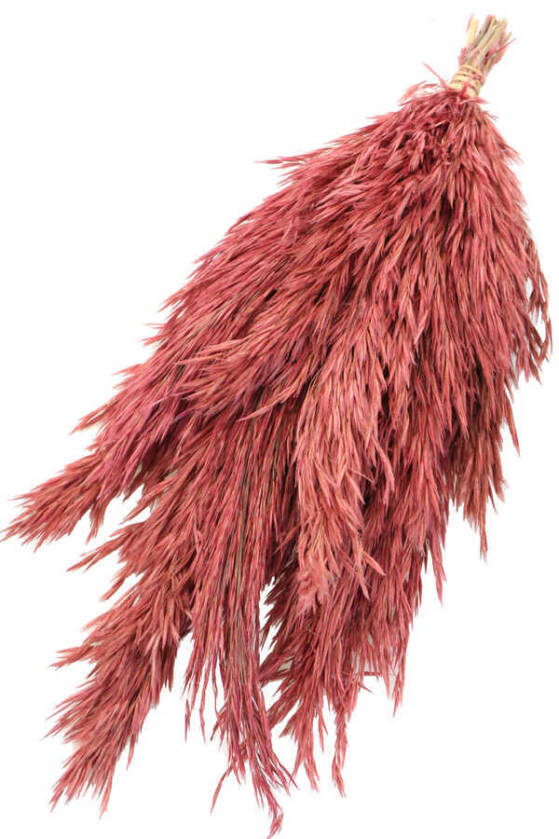 Kuru Çiçek Küçük Pampas Püskülü 10lu Pastel Kırmızı - 3