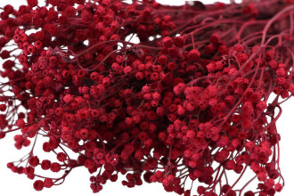 Kuru Çiçek Kuru Pıtırcık Papatya Çiçeği Kırmızı - 2