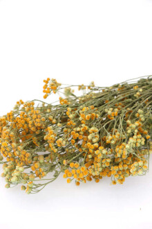 Kuru Çiçek Kuru Pıtırcık Papatya Çiçeği Naturel - 2