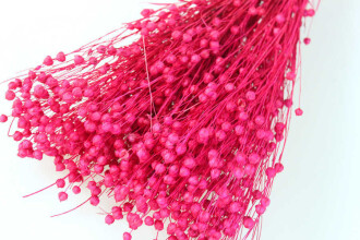 Kuru Çiçek Luna Otu Fuşya - 2