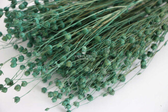 Kuru Çiçek Luna Otu Haki Yeşili - 4