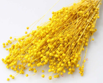 Kuru Çiçek Luna Otu Sarı - 2