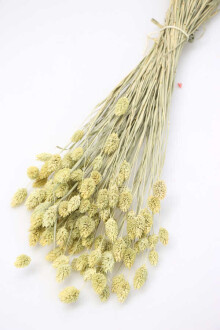 Kuru Çiçek Palaris Kuş Otu Bej-Yeşil - Yapay Çiçek Sitesi