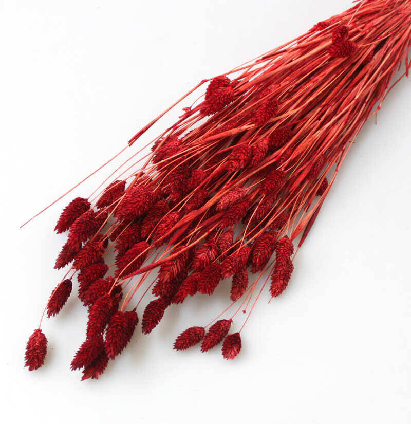 Kuru Çiçek Palaris Kuş Otu Bordo - 2