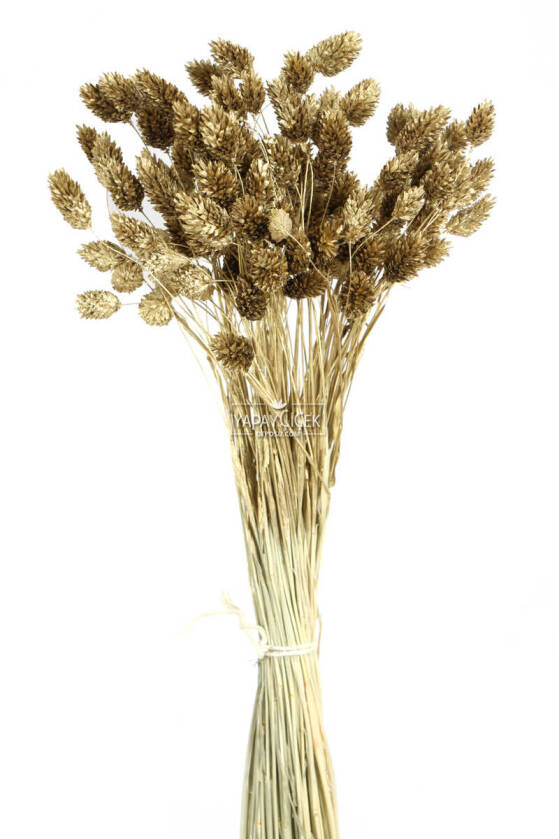 Kuru Çiçek Palaris Kuş Otu Gold - 1