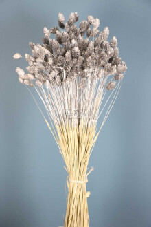 Kuru Çiçek Palaris Kuş Otu Gümüş - Yapay Çiçek Sitesi