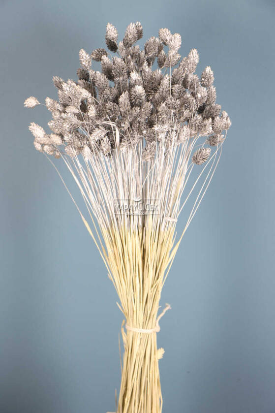 Kuru Çiçek Palaris Kuş Otu Gümüş - 1