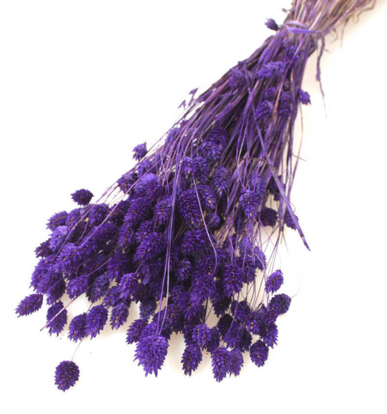 Kuru Çiçek Palaris Kuş Otu Koyu Mor - 2