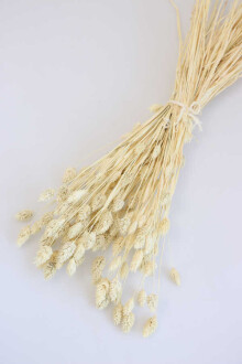 Kuru Çiçek Palaris Kuş Otu Naturel - Yapay Çiçek Sitesi