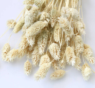 Kuru Çiçek Palaris Kuş Otu Naturel - 2