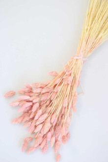 Kuru Çiçek Palaris Kuş Otu Pudra - Yapay Çiçek Sitesi