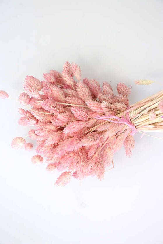 Kuru Çiçek Palaris Kuş Otu Pudra - 2