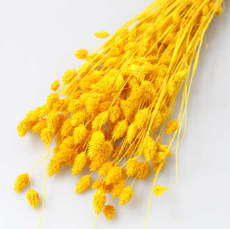 Kuru Çiçek Palaris Kuş Otu Sarı - 2