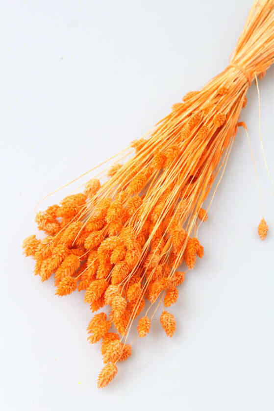 Kuru Çiçek Palaris Kuş Otu Turuncu - 1