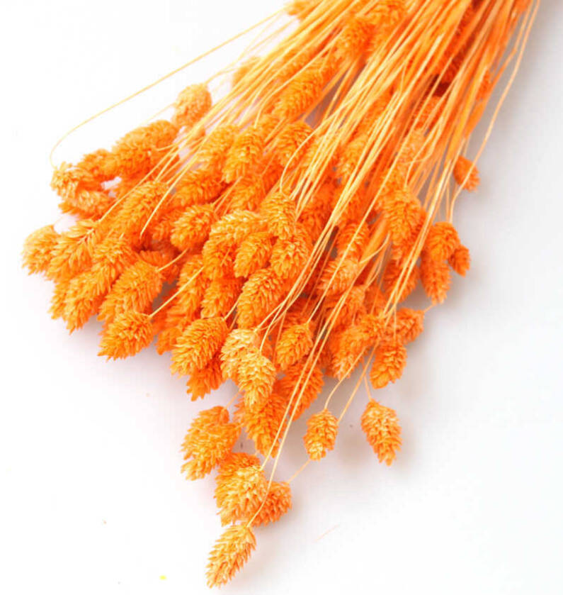 Kuru Çiçek Palaris Kuş Otu Turuncu - 2