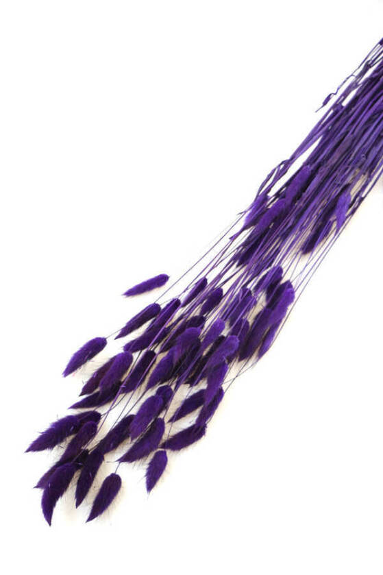 Kuru Çiçek Pamuk Otu 60 cm(ithal) Koyu Mor - 1