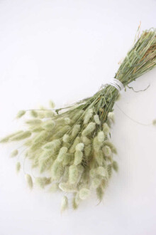 Kuru Çiçek Pamuk Otu (Yerli) Doğal(Su Yeşili) - Yapay Çiçek Sitesi