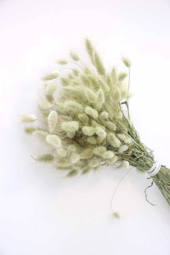 Kuru Çiçek Pamuk Otu (Yerli) Doğal(Su Yeşili) - 2