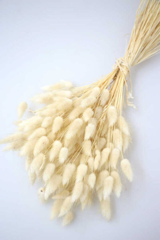 Kuru Çiçek Pamuk Otu (Yerli) Naturel - 1