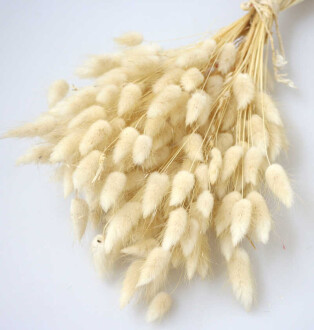 Kuru Çiçek Pamuk Otu (Yerli) Naturel - 2