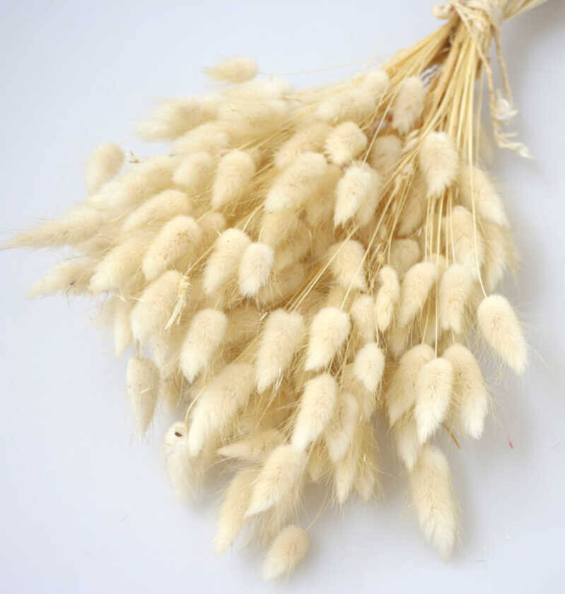 Kuru Çiçek Pamuk Otu (Yerli) Naturel - 2