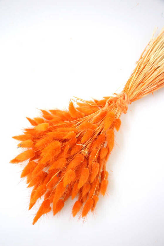 Kuru Çiçek Pamuk Otu (Yerli) Turuncu - 1