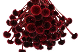 Kuru Çiçek Papatya Otu Demeti Kırmızı - 2