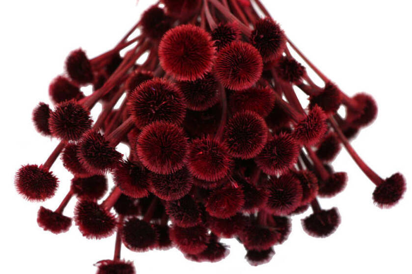 Kuru Çiçek Papatya Otu Demeti Kırmızı - 2