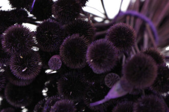 Kuru Çiçek Papatya Otu Demeti Mor - 2