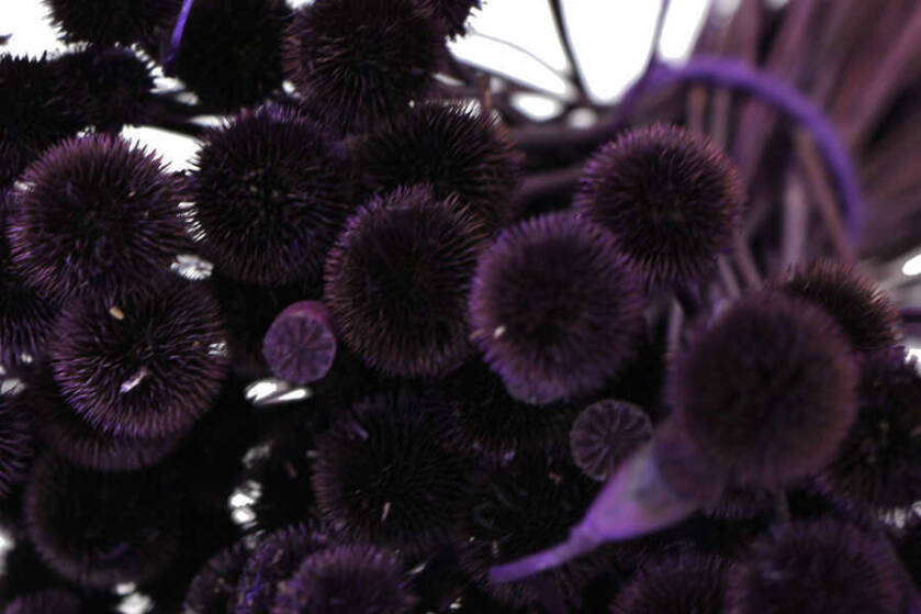 Kuru Çiçek Papatya Otu Demeti Mor - 2