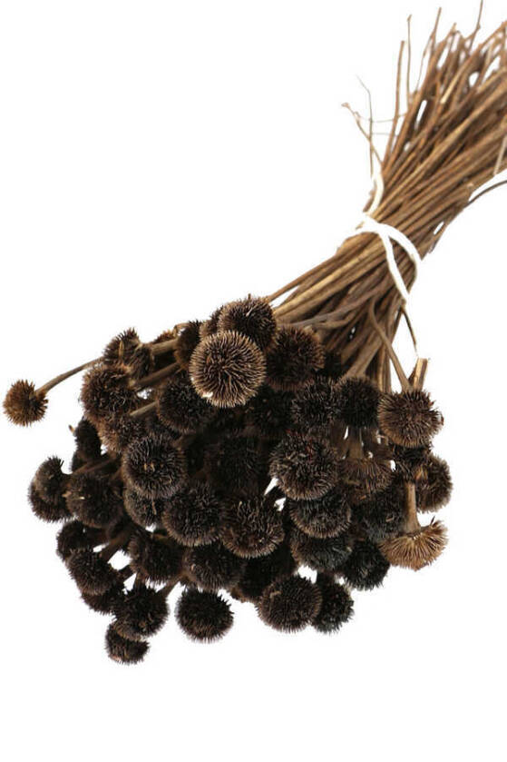 Kuru Çiçek Papatya Otu Demeti Naturel - 1