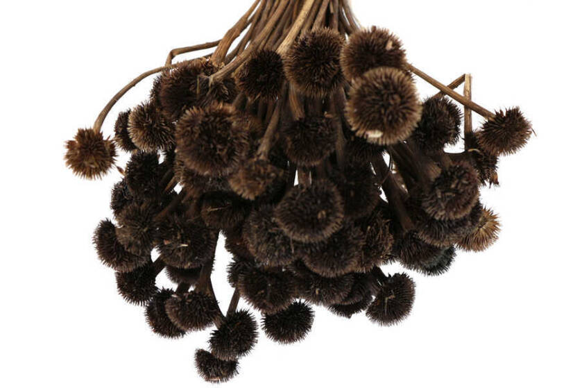 Kuru Çiçek Papatya Otu Demeti Naturel - 2