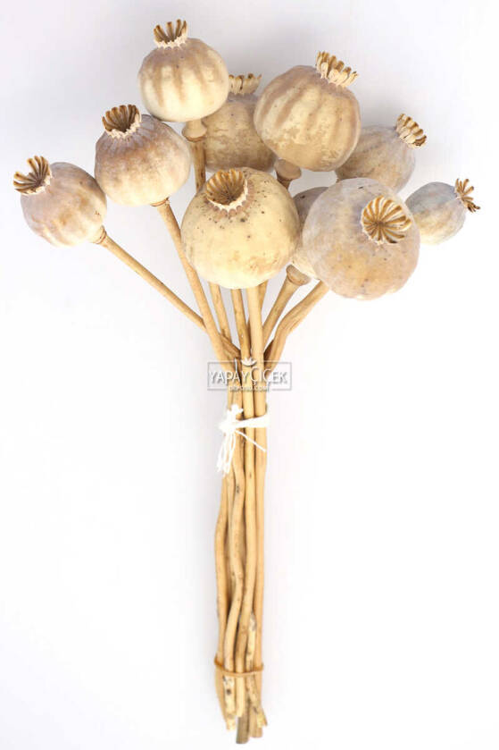 Kuru Çiçek Papaver Otu Naturel - 1
