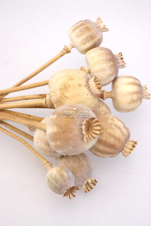 Kuru Çiçek Papaver Otu Naturel - 2