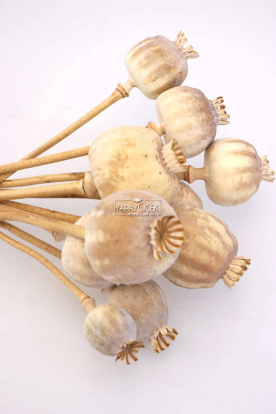 Kuru Çiçek Papaver Otu Naturel - 2