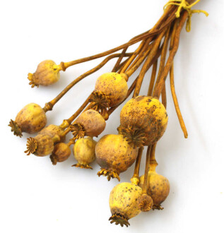 Kuru Çiçek Papaver Otu Sarı - 2