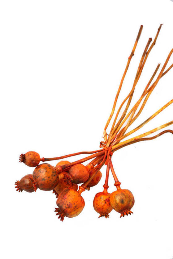 Kuru Çiçek Papaver Otu Turuncu - 1