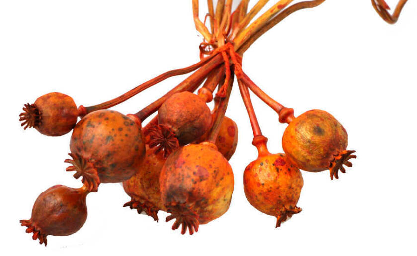 Kuru Çiçek Papaver Otu Turuncu - 2