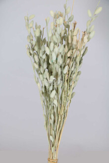 Kuru Çiçek Sedef Otu Kabuklu Naturel - Yapay Çiçek Sitesi