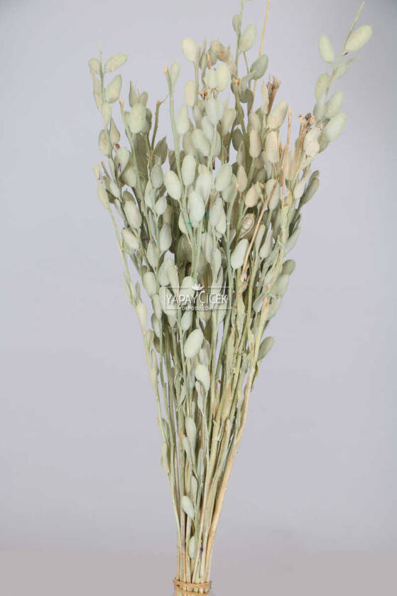 Kuru Çiçek Sedef Otu Kabuklu Naturel - 1