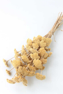 Kuru Çiçek Şemsiye Otu Demeti Naturel(Özel Kesim) - Yapay Çiçek Sitesi