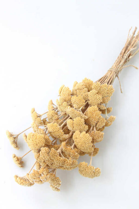 Kuru Çiçek Şemsiye Otu Demeti Naturel(Özel Kesim) - 1