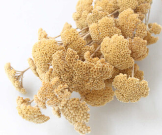 Kuru Çiçek Şemsiye Otu Demeti Naturel(Özel Kesim) - 2