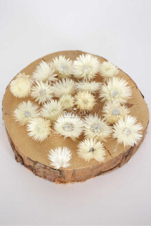 Kuru Çiçek Şoklanmış Yıldızcık Çiçeği Beyaz 20 Adet Tek Kafa - Yapay Çiçek Sitesi