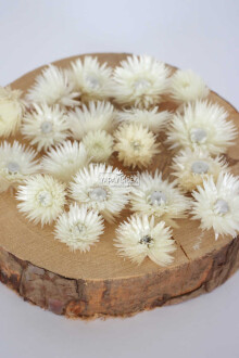 Kuru Çiçek Şoklanmış Yıldızcık Çiçeği Beyaz 20 Adet Tek Kafa - 2