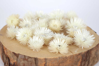 Kuru Çiçek Şoklanmış Yıldızcık Çiçeği Beyaz 20 Adet Tek Kafa - 3