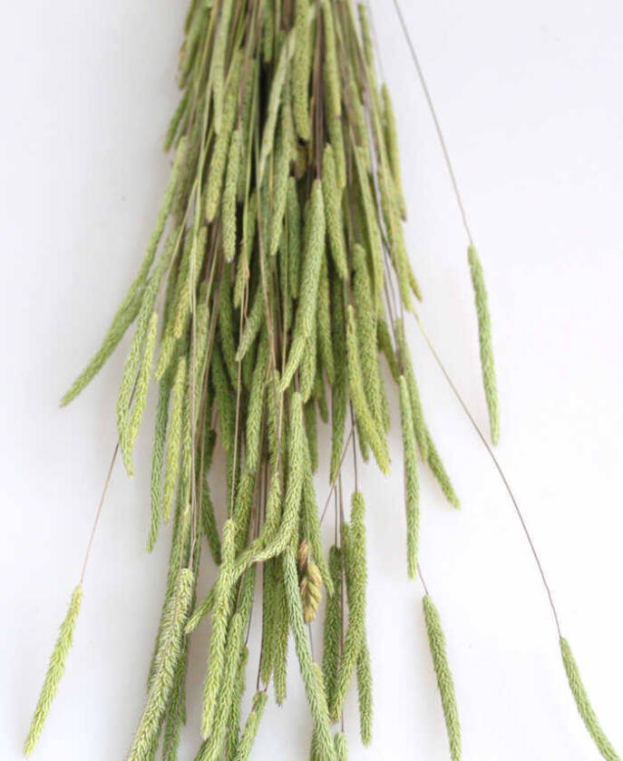 Kuru Çiçek Solucan Otu Naturel - 2