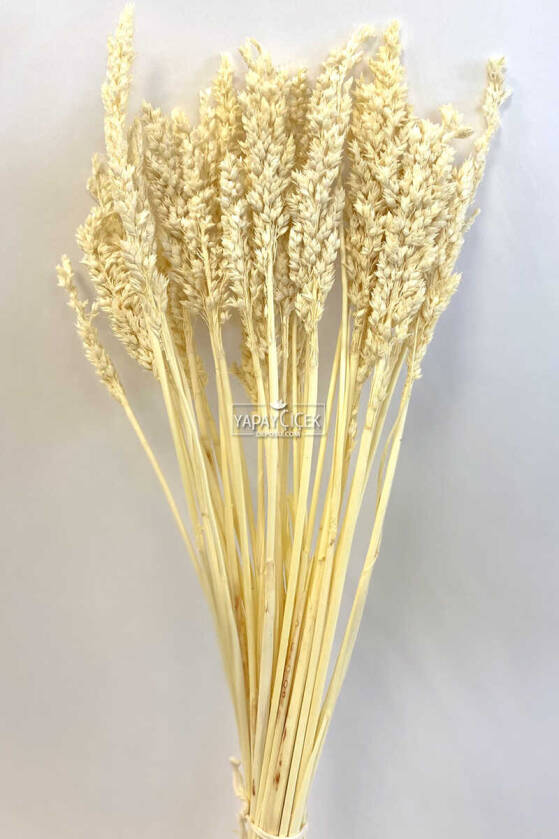 Kuru Çiçek Sorghum Otu 55 cm Krem - 1
