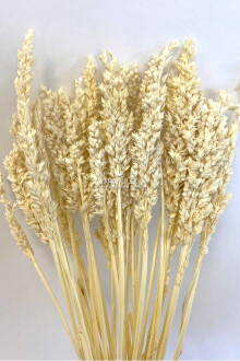 Kuru Çiçek Sorghum Otu 55 cm Krem - 2